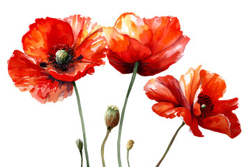 Obraz premium Vibrant Red Poppies Watercolor Painting Delicate Beauty Blooming Flowers