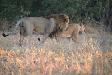 Naklejka premium Lions in wild savanna , Animal of africa