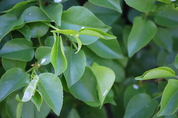 green leaves in the garden