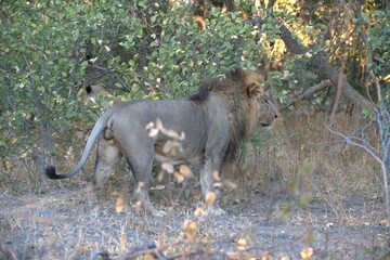 Lions  in wild savanna , Animal of africa