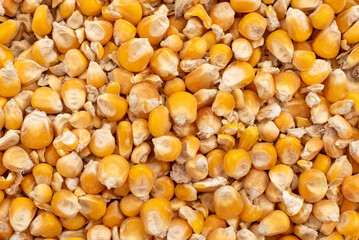Dry corn kernels. Cereals. Grain background