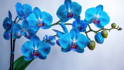 A bunch of blue orchids separated from the background