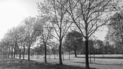 Trees in a row in an urban park of Milan, Italy, named "Trenno Park". Monochromatic.