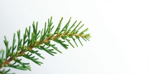 Fototapeta premium A thin branch of a fir tree against a bright white backdrop, fir tree, straight