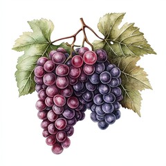 Fototapeta premium elegant bunch of grapes