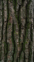 Fototapeta premium Deep cracks in the delicate bark of an ancient oak tree