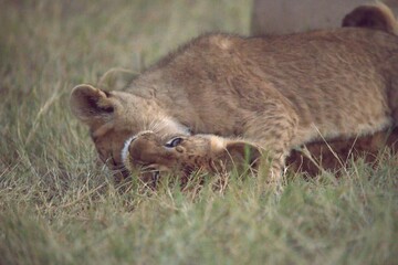 Fototapeta premium Lions cubs in wild savanna , Animal of africa
