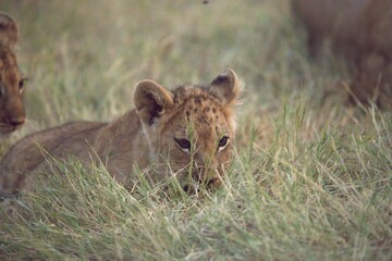 Obraz premium Lions cubs in wild savanna , Animal of africa