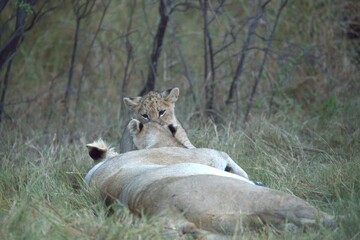 Lions cubs in wild savanna , Animal of africa