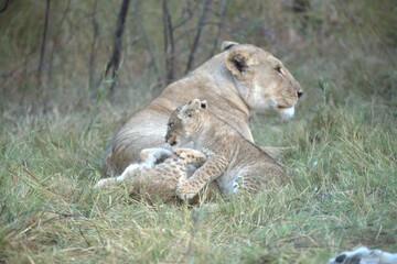 Lions cubs in wild savanna , Animal of africa