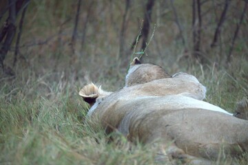Lions cubs in wild savanna , Animal of africa