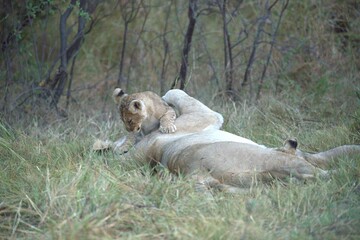 Lions cubs in wild savanna , Animal of africa