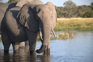 Elephant  in wild savanna , Animal of africa