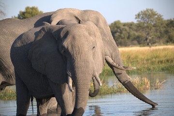 Elephant  in wild savanna , Animal of africa