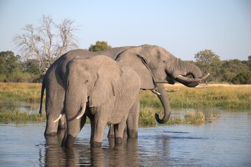 Elephant  in wild savanna , Animal of africa