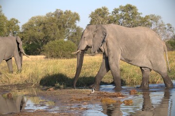 Elephant  in wild savanna , Animal of africa © Davide Antoniani
