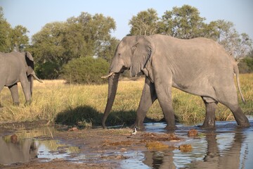 Elephant  in wild savanna , Animal of africa