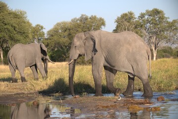 Fototapeta premium Elephant in wild savanna , Animal of africa