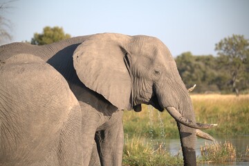 Elephant  in wild savanna , Animal of africa