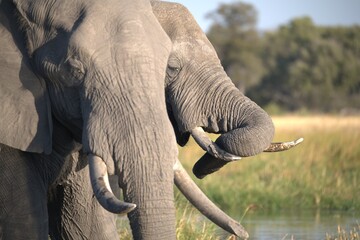 Elephant  in wild savanna , Animal of africa