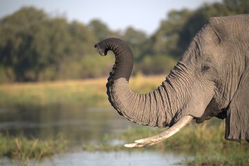 Elephant in wild savanna, Animal of africa