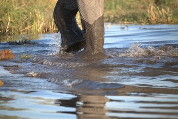Elephant in wild savanna, Animal of africa