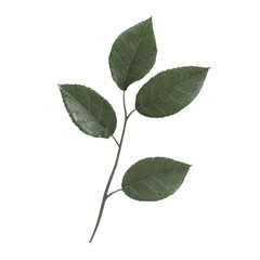Green leaves on a twig against a striped background a nature art piece