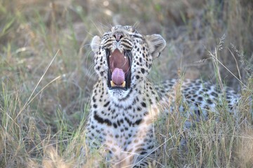 Leopard in wild savanna, Animal of africa