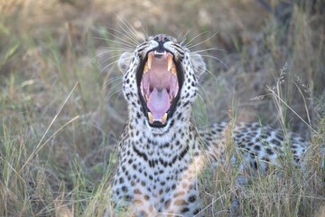 Leopard in wild savanna, Animal of africa