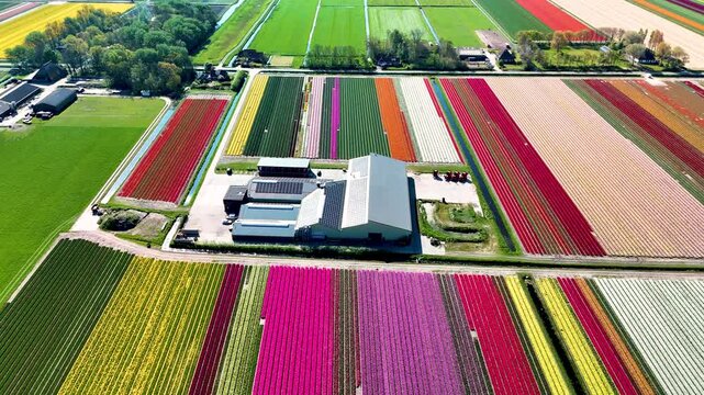Experience the breathtaking beauty of tulip fields in the Netherlands. Vibrant colors stretch across the landscape, creating a stunning patchwork of floral wonders during springtime.