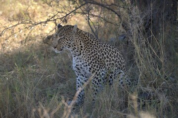 Leopard in wild savanna, Animal of africa