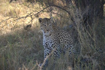 Leopard in wild savanna, Animal of africa