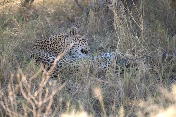 Leopard in wild savanna, Animal of africa