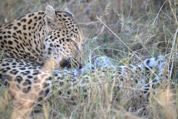 Naklejka premium Leopard in wild savanna, Animal of africa