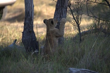 Lions cubs in wild savanna , Animal of africa