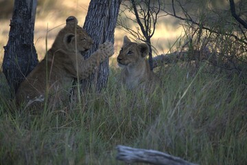 Lions cubs in wild savanna , Animal of africa
