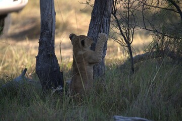 Lions cubs in wild savanna , Animal of africa