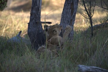 Lions cubs in wild savanna , Animal of africa