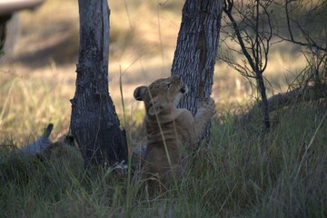 Lions cubs in wild savanna , Animal of africa