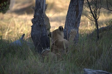 Lions cubs in wild savanna , Animal of africa