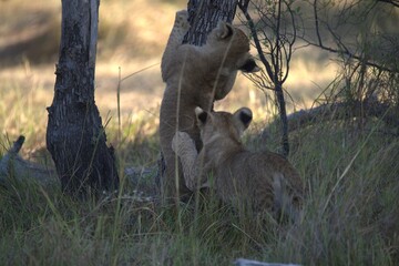Lions cubs in wild savanna , Animal of africa