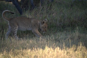 Lions cubs in wild savanna , Animal of africa