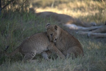 Lions cubs in wild savanna , Animal of africa