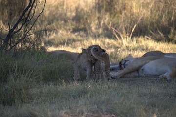 Lions cubs in wild savanna , Animal of africa