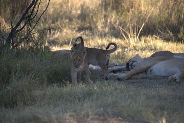 Lions cubs in wild savanna , Animal of africa