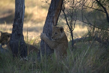 Lions cubs in wild savanna , Animal of africa