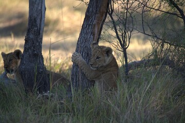 Lions cubs in wild savanna , Animal of africa