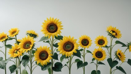 Fototapeta premium Single sunflower on a solid background