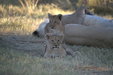 Lion in wild savanna , Animal of africa