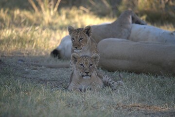 Lion in wild savanna , Animal of africa